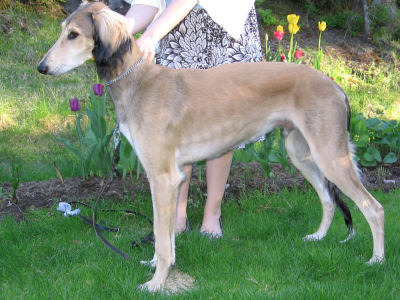 Tazillah Hafi Al-Kamil