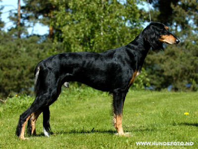 Zarand Crash Bandicoot