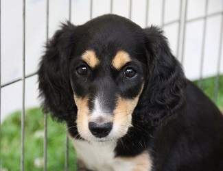 Evita - lovely puppy face